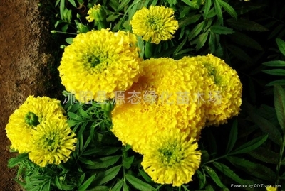 萬壽菊種子 - 源態(tài) (中國) - 花卉種子、種苗 - 園藝 產(chǎn)品 「自助貿(mào)易」