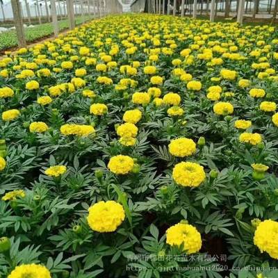 萬壽菊 萬壽菊小苗價格 組擺草花萬壽菊批發