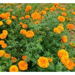 良璞-宜良萬壽菊-貴州萬壽菊報價多少