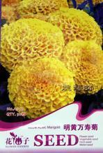 【明黃萬壽菊種子】最新最全明黃萬壽菊種子 產品參考信息