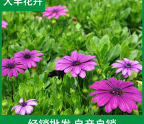 萬壽菊種植基地優質商家置頂推薦產品