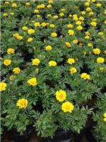 山東孔雀草種植批發青州向陽草花苗木基地供應-青州市向陽花卉苗木園藝場提供山東孔雀草種植批發青州向陽草花苗木基地供應的相關介紹、產品、服務、圖片、價格羽衣甘藍、衛矛、羽衣甘藍、北海道黃楊、一串紅、萬壽菊、