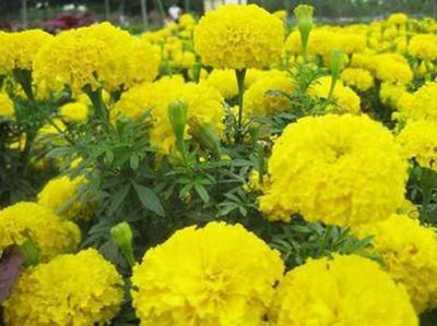青州國慶菊-小區綠化用萬壽菊批發-小區綠化用萬壽菊價格