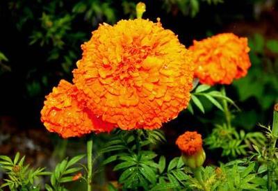 濰坊萬壽菊花苗培育產品大圖