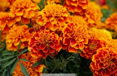 萬壽菊