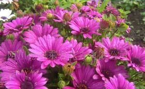 供應南非萬壽菊花種價格_供應南非萬壽菊花種廠家_