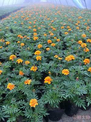 【草花萬壽菊批發基地.供應萬壽菊時令花草萬壽菊批發.萬壽菊價格.萬壽菊花?！? class=