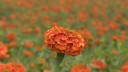 祥云栗子園學黨史辦實事 引進萬壽菊種植助農增收