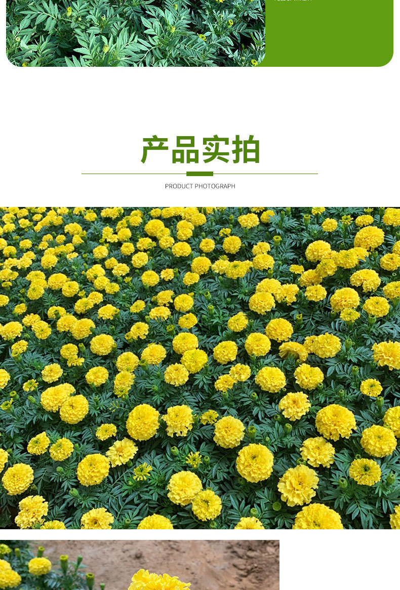 萬壽菊 工程綠化花海公園小區租擺萬壽菊盆栽 基地批發苗木萬壽菊