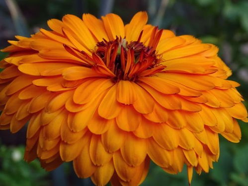 5月18日開始,家養此款花卉,開花持續半年,花量大,很值得入手