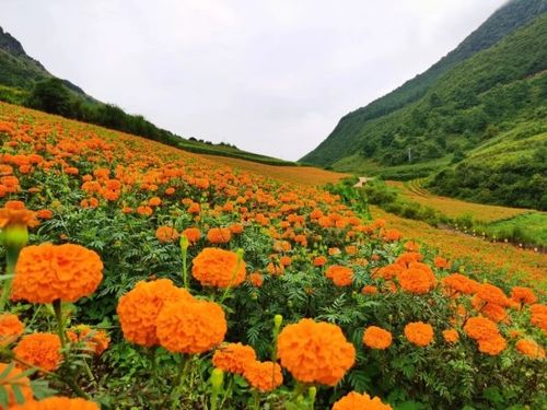 云南建水 萬壽菊為鄉村振興獻 花 添彩