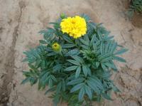 供應(yīng)青州萬壽菊 青州萬壽菊價格 青州萬壽菊基地【桂竹園藝】_農(nóng)副產(chǎn)品_世界工廠網(wǎng)中國產(chǎn)品信息庫