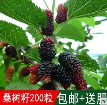 桑樹種子優(yōu)惠券_多少錢?