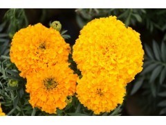 青州萬壽菊批發(fā) 萬壽菊廠家 萬壽菊價格網(wǎng)_建筑型材網(wǎng)_其他建筑五金網(wǎng)_裝飾建筑網(wǎng)_ 供應(yīng)網(wǎng)_中國五金機電網(wǎng)