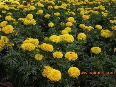 青州萬壽菊 青州萬壽菊價格 青州萬壽菊基地【桂竹園藝】,青州萬壽菊 青州萬壽菊價格 青州萬壽菊基地【桂竹園藝】生產(chǎn)廠家,青州萬壽菊 青州萬壽菊價格 青州萬壽菊基地【桂竹園藝】價格 - 百貿(mào)網(wǎng)