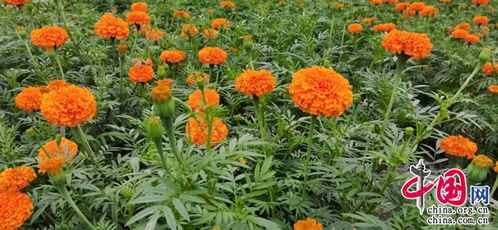 普洱景東文龍鎮(zhèn)300畝萬壽菊花開成海