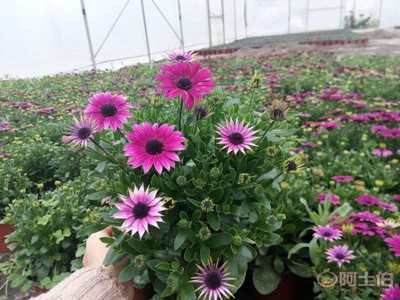 【草花萬壽菊批發(fā)基地.供應(yīng)萬壽菊時令花草萬壽菊批發(fā).萬壽菊價格.萬壽菊花海】 - 產(chǎn)品庫