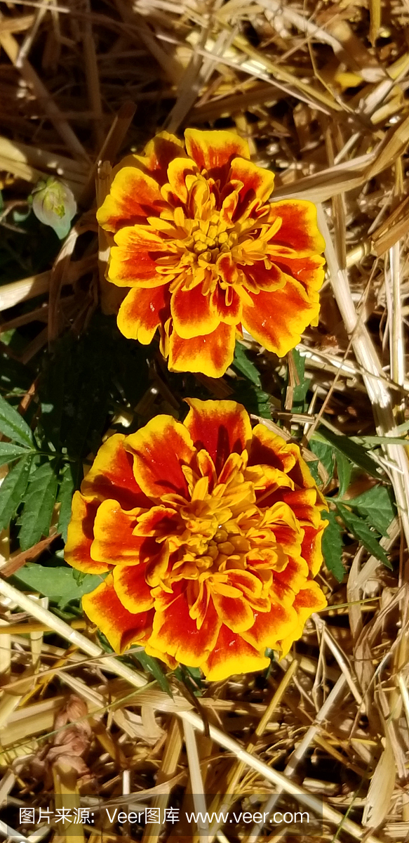 萬壽菊鮮花
