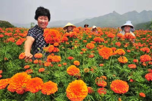淄博市淄川區(qū) 東風(fēng) 借得好,萬壽菊 狀元紅讓窮山村 開竅了
