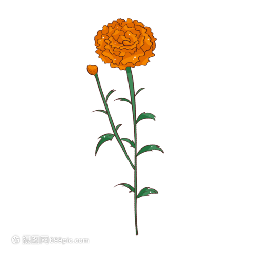 萬壽菊