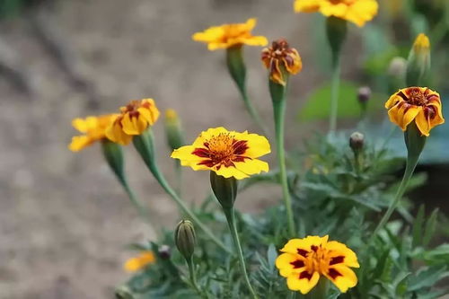 萬壽菊 是 瓣臭菊 還是 萬壽菊