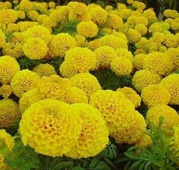 【草花種植基地/青州萬壽菊_青州國(guó)慶菊_青州鼠尾草_青州牽牛/】?jī)r(jià)格,廠家,其他農(nóng)業(yè)分類-搜了網(wǎng)