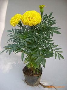 常年供應(yīng)草花萬壽菊,發(fā)現(xiàn),花色全,質(zhì)量?jī)?yōu),價(jià)格低,指導(dǎo)價(jià) 常年供應(yīng)草花萬壽菊,發(fā)現(xiàn),花色全,質(zhì)量?jī)?yōu),價(jià)格低,廠商 常年供應(yīng)草花萬壽菊,發(fā)現(xiàn),花色全,質(zhì)量?jī)?yōu)