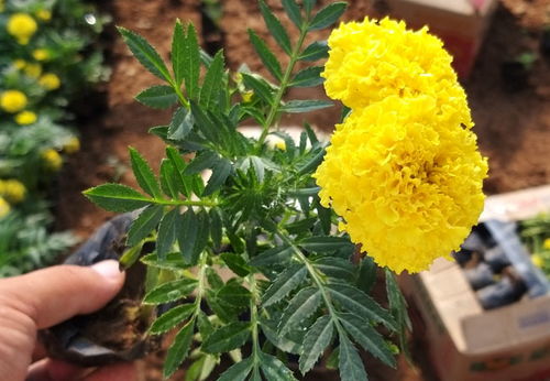 山西萬壽菊苗價(jià)格