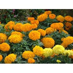 河北萬壽菊 萬壽菊培育 豐林宿根花卉 優(yōu)質(zhì)商家