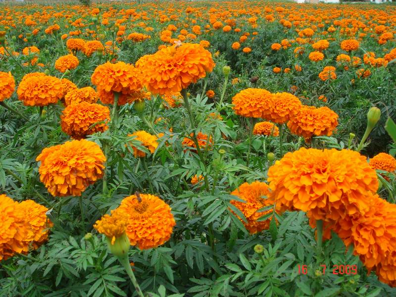 萬壽菊種子價(jià)格及種植栽培