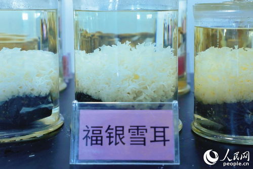 福建這里發(fā)展領(lǐng) 菌 產(chǎn)業(yè)的競(jìng)爭(zhēng)力何在