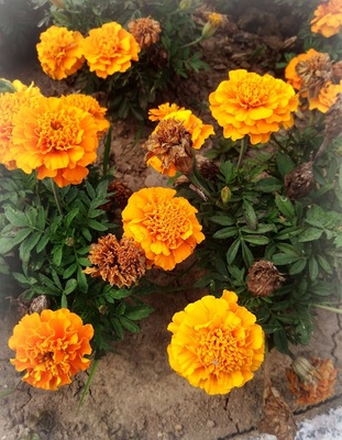 【大美沈巷】天門山公園里的名貴花草,你認(rèn)識(shí)多少?
