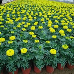山西萬壽菊盆栽出售批發(fā)
