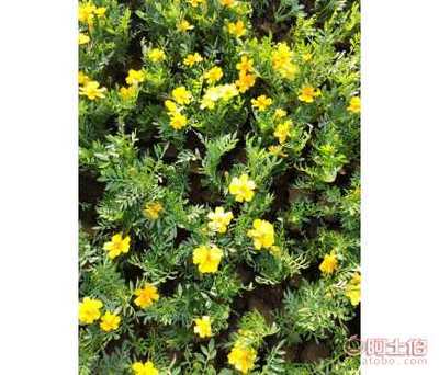 【天億良友孔雀草盆栽種子小萬壽菊四季開花易活花壇花海】青州市天億良友花卉園藝場 - 產(chǎn)品庫