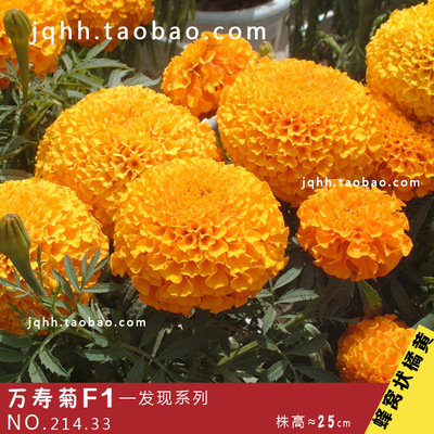 種子-采購進(jìn)口美國紅楓種子10公斤,采購平臺求購產(chǎn)品詳情