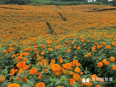 安寧密馬龍花山文化旅游節(jié)舉行 萬壽菊盛開引領(lǐng)鄉(xiāng)村振興新篇章