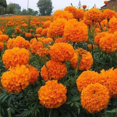 【忠浩 青州萬壽菊杯苗 萬壽菊杯苗批發(fā) 菊花苗基地】