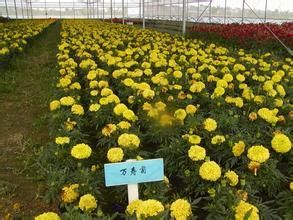 供應(yīng)大量低價優(yōu)質(zhì)萬壽菊草花產(chǎn)品圖片,供應(yīng)大量低價優(yōu)質(zhì)萬壽菊草花產(chǎn)品相冊 - 濰坊三禾農(nóng)業(yè)科技 - 九正