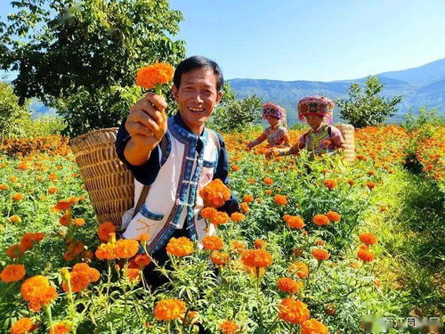 華坪縣種植萬壽菊8800多畝 預(yù)計產(chǎn)值2700多萬元