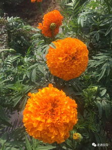 白馬鋪鎮(zhèn)的萬壽菊開花啦