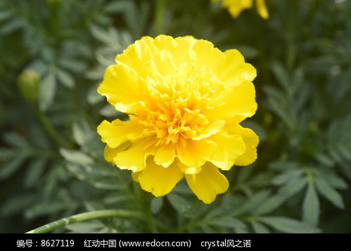 萬壽菊的美高清圖片下載 紅動網(wǎng)
