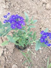 西寧草花批發(fā)節(jié)日租擺園林花卉四季草花哪批發(fā)矮牽牛一串紅