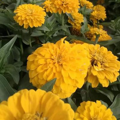 花海綠化孔雀草種子萬壽菊紅黃草西番菊臭菊花緞子-酒泉康達(dá)農(nóng)副產(chǎn)品專業(yè)合作社