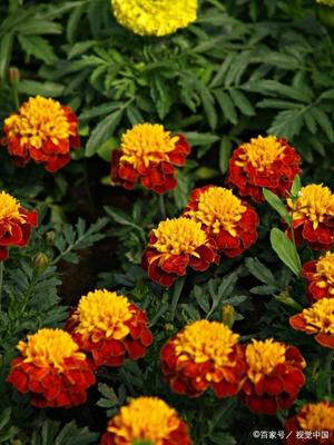 萬壽菊是以采摘鮮花為主,據(jù)說它的花朵可以分批開放