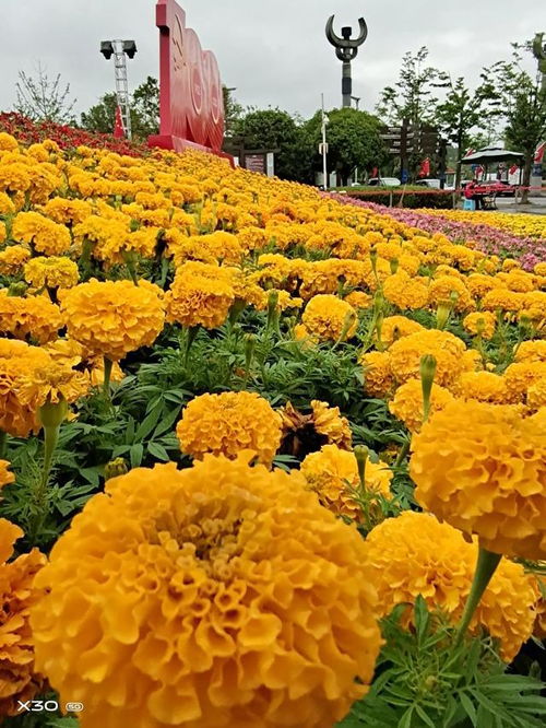 明天就是黨的生日,今日手機(jī)自拍萬壽菊,以表祝福
