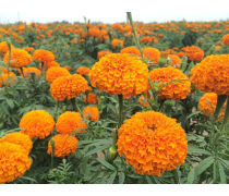 萬壽菊種植基地優(yōu)質(zhì)商家置頂推薦產(chǎn)品