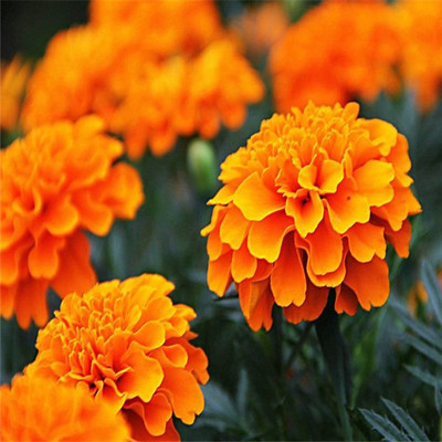 萬壽菊濃縮粉 萬壽菊粉 比例提取 批發(fā)供應(yīng)