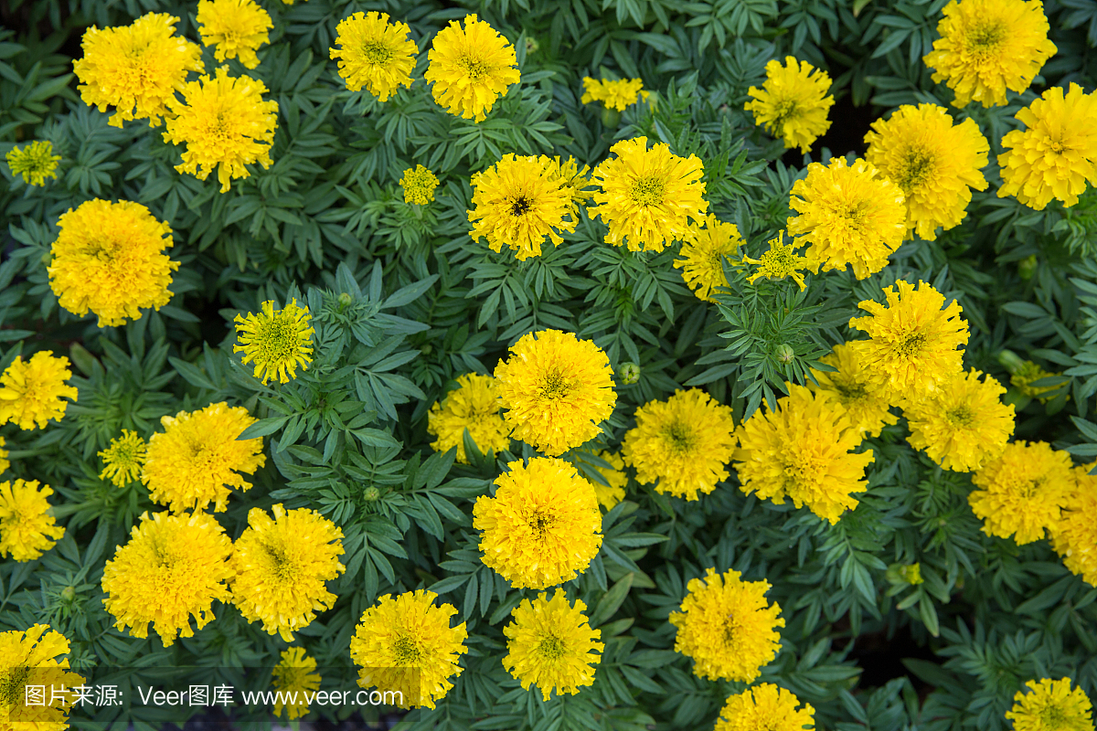 菊科萬壽菊在園內(nèi),重點(diǎn)選育