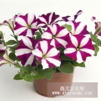 草花種子,花卉種子,色素萬壽菊種子,野花種子,宿根花卉種子,野花組合新疆 烏魯木齊新疆烏魯木齊綠農園藝花卉種子公司產品供應第1頁