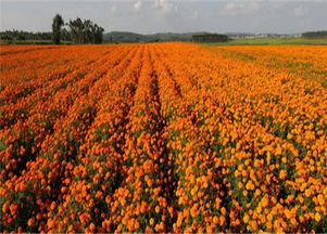 萬壽菊,萬壽菊小苗,萬壽菊基地,萬壽菊小苗批發